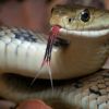 Police stop bus carrying 120 live cobras in central Vietnam