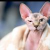 Woman shocked discover that $700 Sphynx cat is actually a normal cat shaved