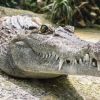 Selfie-seeking French tourist bitten by crocodile in Thailand