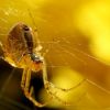 Artificial synthetic spider silk maybe used in wound healing