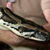 Python turns 'mother' for four puppies in Vadodara