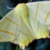New moth with 'yellowish scales' on head named after Donald Trump