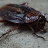 Bengaluru woman claims husband used cockroaches to get her into bed
