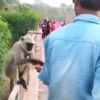 Rajasthan: Man lures monkey with food only to slap it hard in face