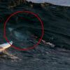 Young surfer photobombed by shark near beach in Australia