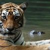 World's most photographed tiger 'Machli' dies at 19 in Ranthambore