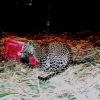Video: Heart-warming reunion of leopard with her cubs goes viral