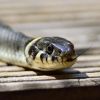 Girl survives 34 snakebites over 3 years, father says it's "routine"