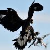 French army grooms eagles to down unmanned drones in mid-flight