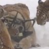 Video: Thrilling footage of tigers taking down a drone goes viral