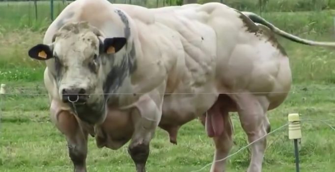 These “Super Cows” Are Nothing Like The Cows You’ve Seen Before