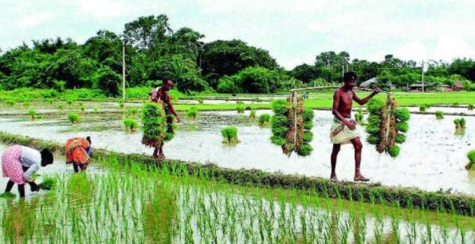 Paddy farmers look to aquaculture for profits in West Godavari