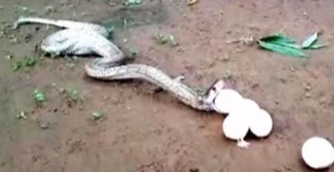 Video: Cobra throws up six eggs after swallowing seven