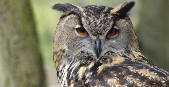 Why some animals are nocturnal decoded