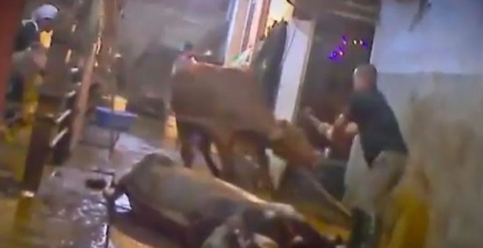 Cow bludgeoned to death in Vietnam abattoir, bull collapses in fear