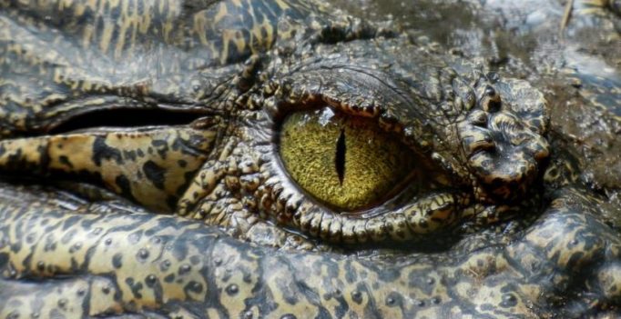 Police hunt men who dumped crocodiles in Australian school