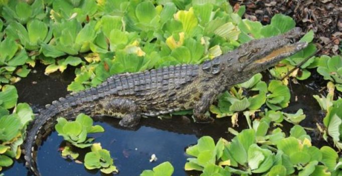 Woman fails to save friend in Australian crocodile attack