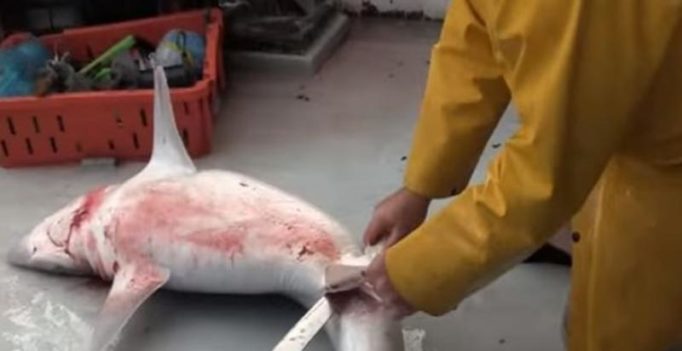 Video: Man cuts open shark and what comes out is shocking