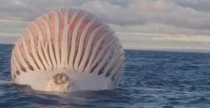 Fisherman spots huge alien-like creature floating in the ocean