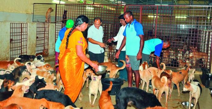 1,084 stray dogs get a delicious farewell in Vijayawada