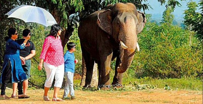 First batch of Dasara jumbos reach Mysuru