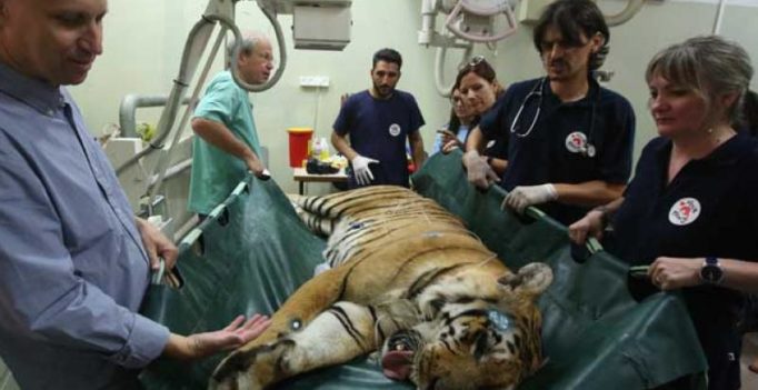 Laziz the tiger and friends leave ‘world’s worst’ zoo for a better life