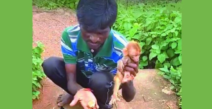 Rhesus monkeys infant being sold in plastic packets in Warangal