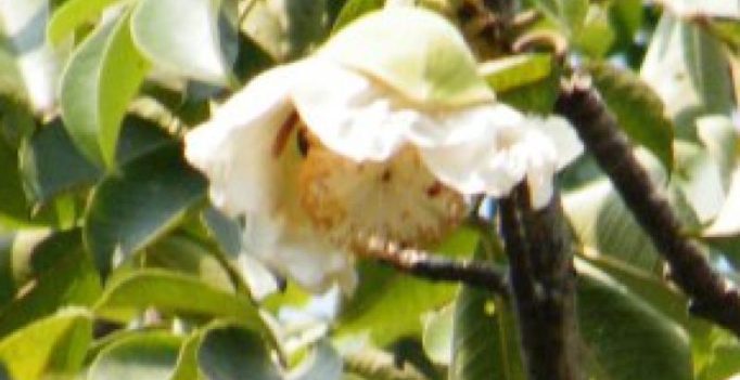 Uttar Pradesh: Magical Parijat tree gets new life