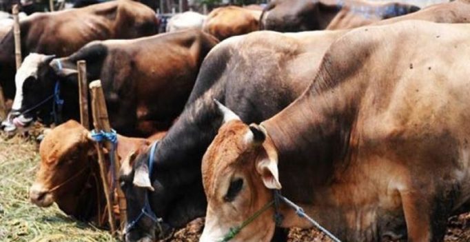 SC notice to Maha govt on petition challenging cattle meat possession as illegal