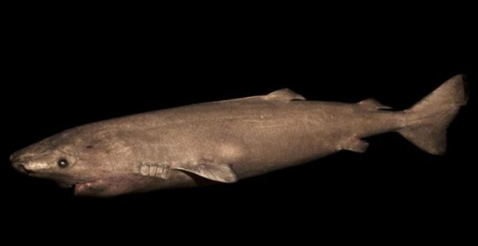 400-year-old Greenland shark is the oldest living animal with a backbone