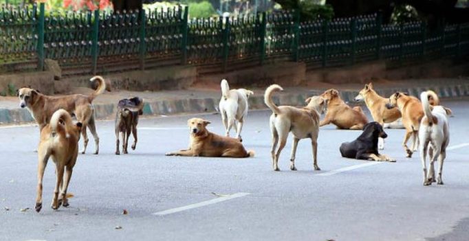 Stray dog bites 8 in Puthuppally