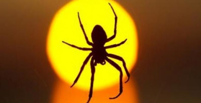 Spider that causes 4-hour erection leading to death forces family to flee home