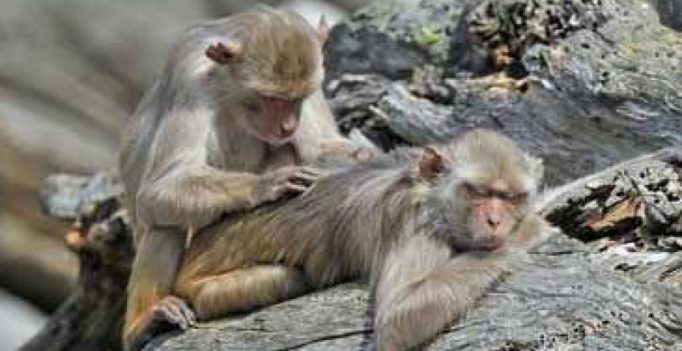 Himachal Pradesh increases incentive for killing monkeys