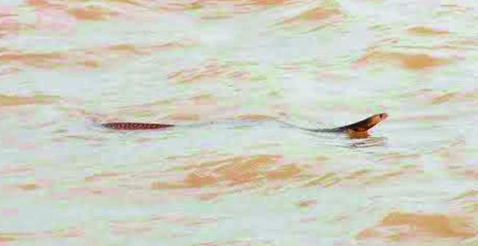 Snake chases Kurnool SP travelling in boat