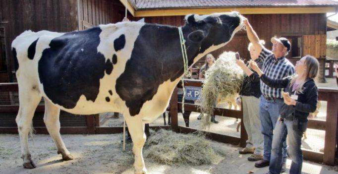 Video: Meet the world’s tallest cow standing at 6 feet 4 inches
