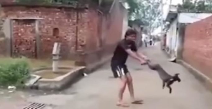 Animal abuse caught on camera: Youth spins dog, tosses it on the wall
