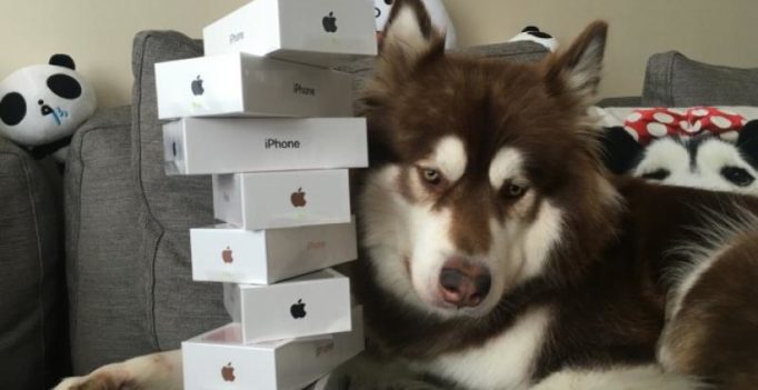 Billionaire’s son gifts dog eight iPhone 7 handsets
