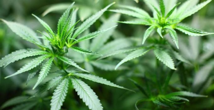 More US adults use marijuana, don’t think it’s risky: survey