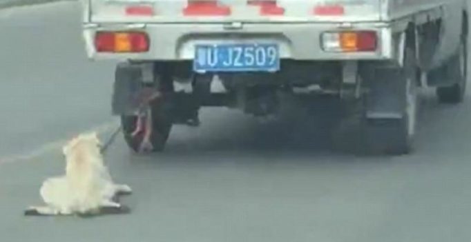 Shocking video shows dog tied up, dragged by a speeding van in China