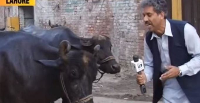 Watch: Pakistan journalist interviews buffalo, video goes viral