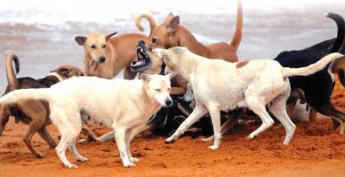 Hyderabad: Dogs kill newborn girl, eat her body