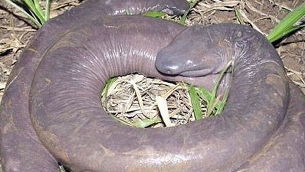 10 bizarre animals that really exist