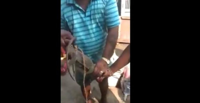 Chennai: Video of monitor lizard killed for blood goes viral