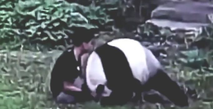 Video: Footage of man wrestling panda in zoo goes viral