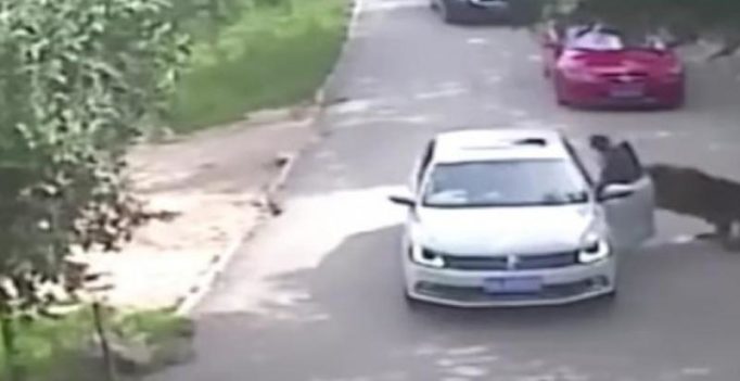 Woman mauled by tiger to sue Beijing Wildlife Park