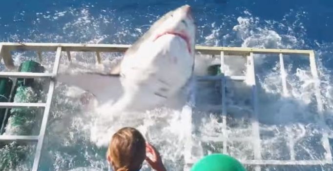 Video: Diver miraculously survives after great white shark breaks into cage