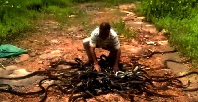 Video: Shocking visuals of snake-catcher releasing 285 snakes in the wild