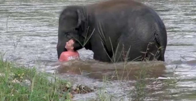 Video: Baby elephant hurries to save human friend from ‘drowning