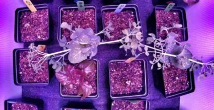NASA studies plants to be used in orbit with help of students