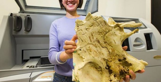 Video: 3D-printed fish fossil can help understand origin of teeth